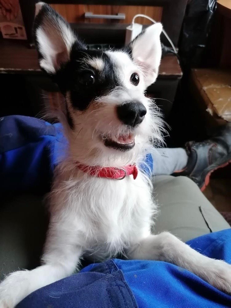 Katarzyna Chęś-tatuaż-Neo-tradycyjny